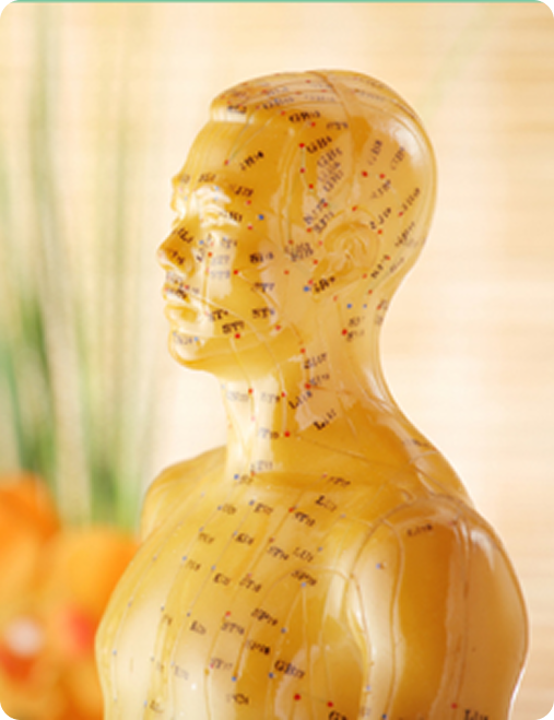 Modèle d'acupuncture avec méridiens et points